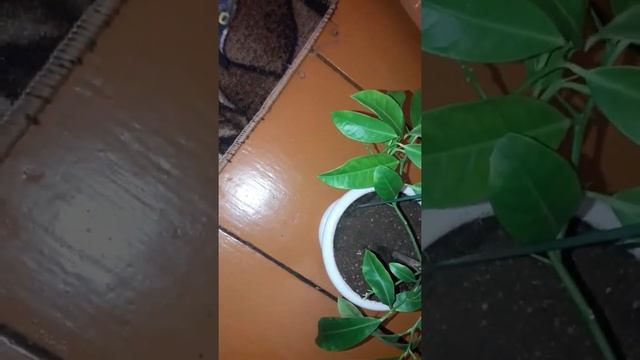 Танжерин. Мандариновое дерево смотреть онлайн