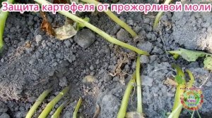 Защита картофеля от прожорливой моли