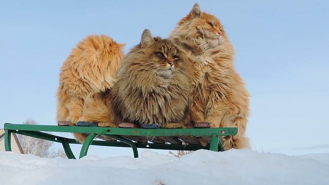 На саночках, Siberian Cats, January 24, 2014 The three cats смотреть онлайн