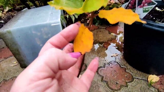 Моё первое знакомство с метельчатыми гортензиями или Что нужно знать молодому любителю гортензий ⁉ смотреть онлайн