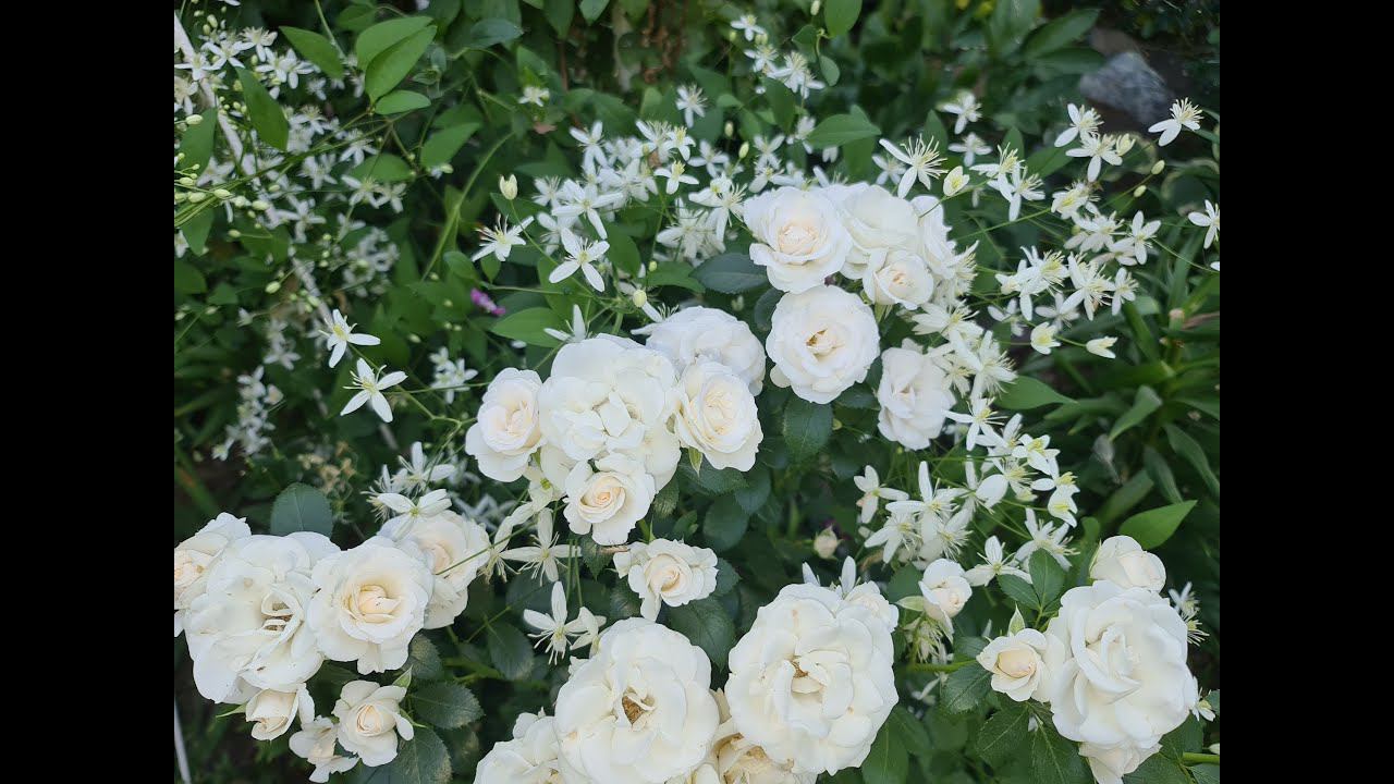 Весна. ОБРАБОТКА САДА. ПЕРЕСАДКА. ПОДКОРМКИ. Розы. Гортензии. Клематисы. смотреть онлайн