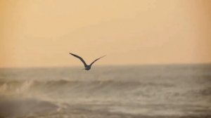 Футаж Чайка