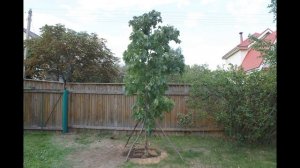 ПЕРЕСАДКА  ВЗРОСЛОГО ДЕРЕВА