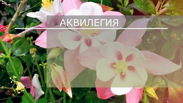 Неприхотливые цветы для дачи: что посадить, если нет времени на уход смотреть онлайн