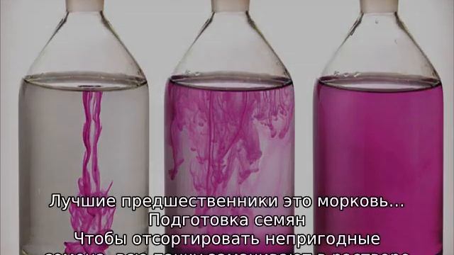 Томат Клуша смотреть онлайн