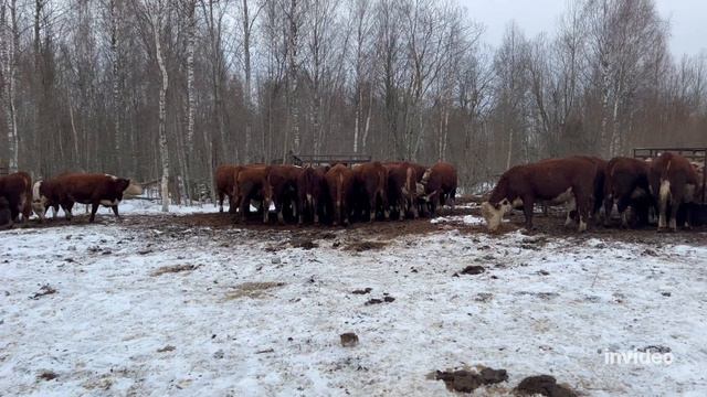 Как живет хозяйство без хозяев? #герефорд #ферма #корова #хозяйство #хозяева #работа #ответ #animal