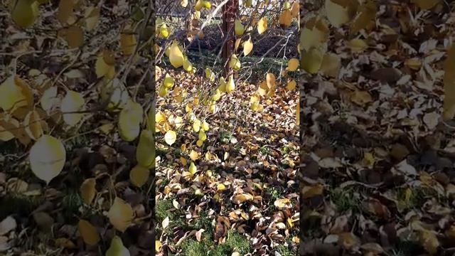 Сорт груши БЕРГАМОТ #сад #огород #деревья #саженцы #груша смотреть онлайн