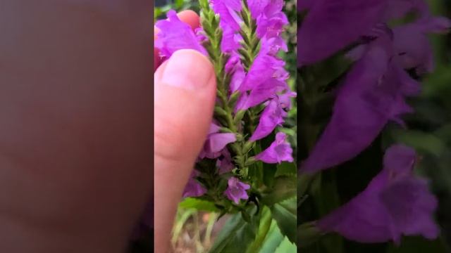 Obedient Plant(False Dragonhead) Physostegia Virginiana