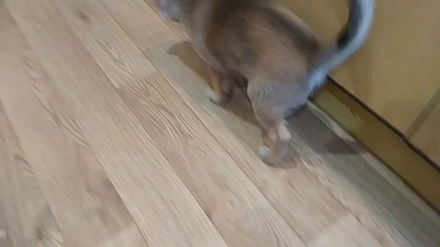 ЗВУК ГОЛОДНЫХ КРЫС  Крыса издает звуки   ЗВУК МЫШИ  ЗВУК КРЫСЫ  Канал про домашних животных