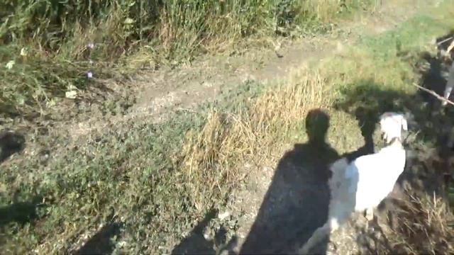 Ч №1 Пасемся ...Болтаю о жизни...Козы Козлята.Кубань. смотреть онлайн