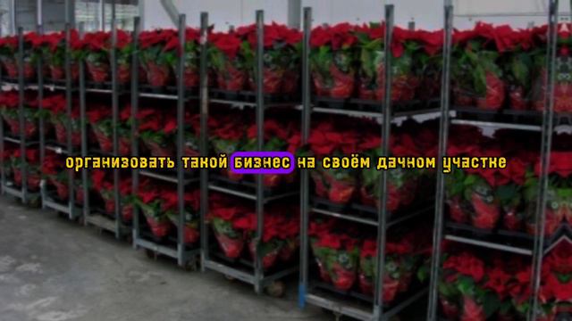 ТОП Бизнес идея. Выращивание цветов в теплице. смотреть онлайн