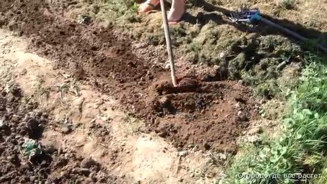 Как вырастить ПУШИСТЫЙ УКРОП.mp4 смотреть онлайн