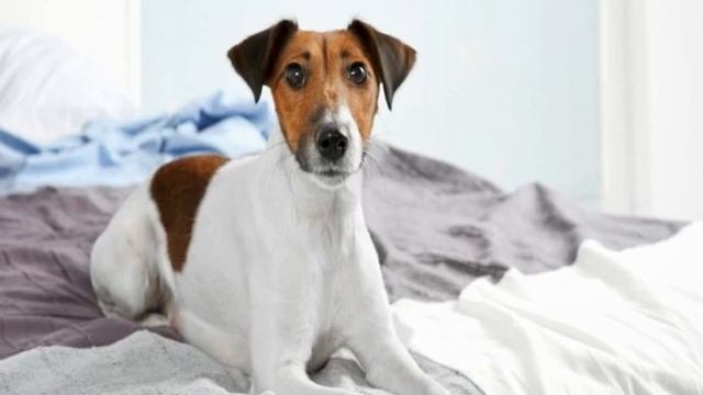 Собака писает на кровать: почему и как отучить смотреть онлайн