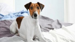 Собака писает на кровать: почему и как отучить