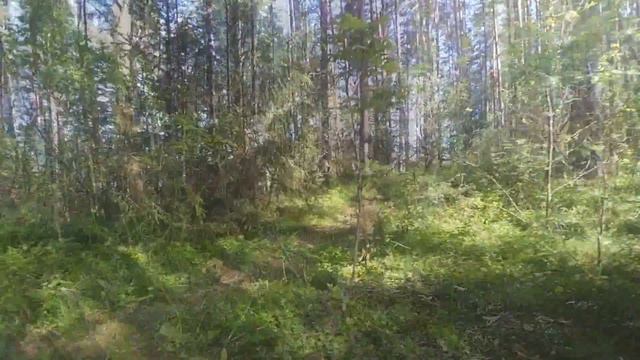 На байдарке по Селигеру вокруг острова Хачин смотреть онлайн