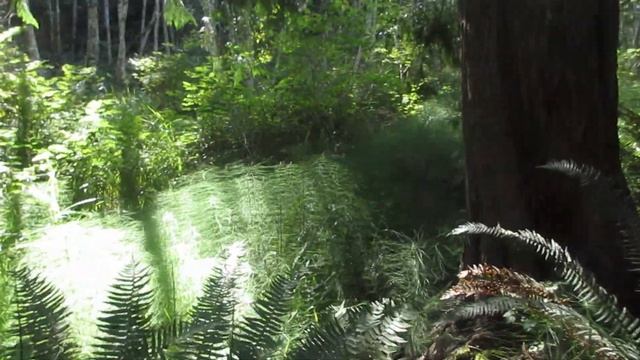 Amazing grove of Fargesia robusta Bamboo смотреть онлайн