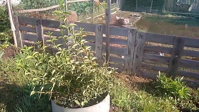 #павловния Посадка павловнии смотреть онлайн