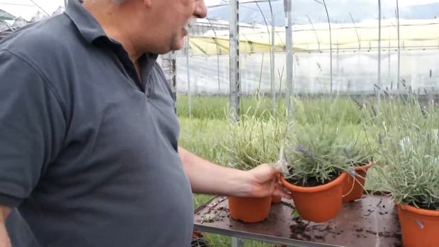 Verschiedene Blattfärbungen bei Lavendelsorten смотреть онлайн