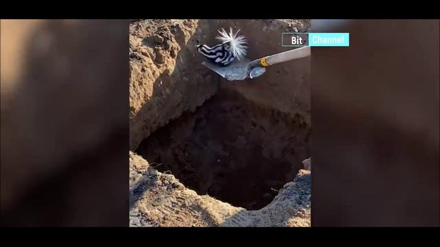 Смешное видео про животных. Приколы с животными. Подборка приколов смотреть онлайн