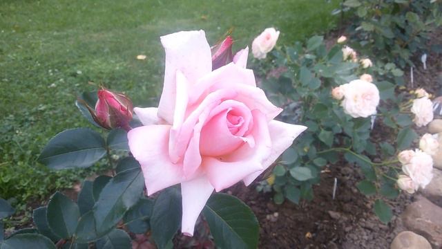 ✿➽ Розочки в нашем саду. Август 2018 смотреть онлайн