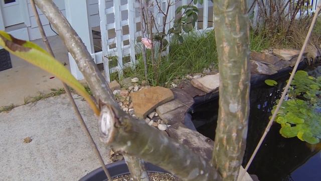 How To Trim Your Plumeria Tree - Plumeria Care смотреть онлайн