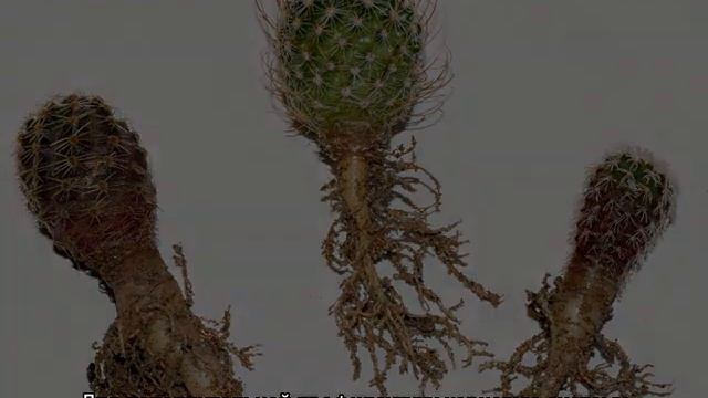 Кактус в горшке: примеры правильной посадки и варианты нескольких цветков смотреть онлайн