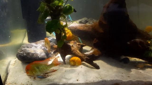 Кладка икры геофагусов, новая парочка ?