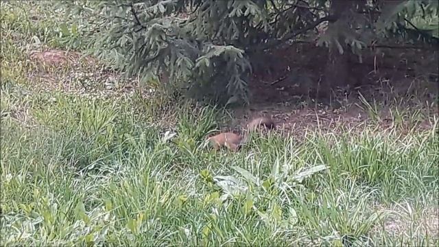 Белка ест орехи\Белка ест фундук\Белка прыгает по деревьям\Белка в парке\Челябинск 2020\Белка грызе смотреть онлайн