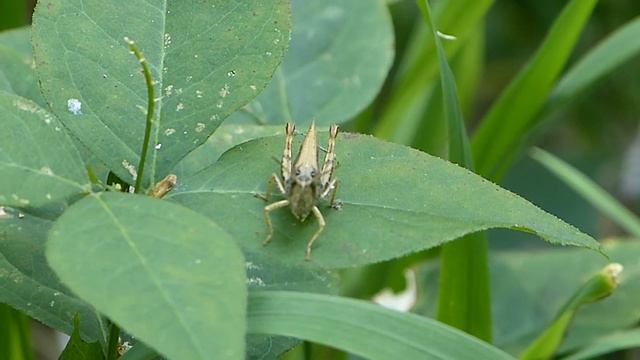 Кузнечик. смотреть онлайн
