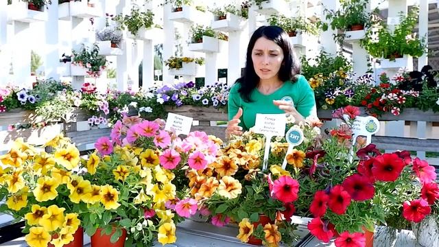 Петхоа. Обзор культуры.