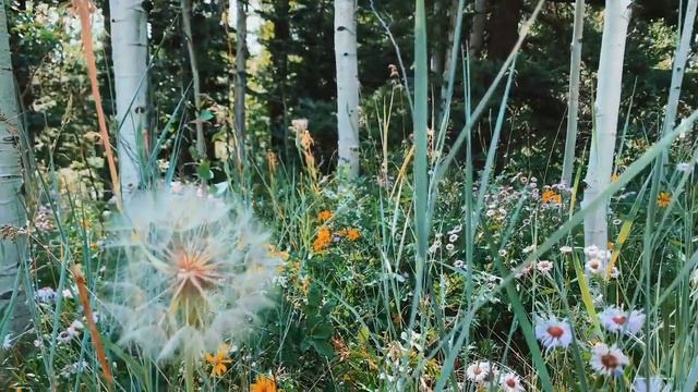 Evenfall Nature Video - What is a song? смотреть онлайн