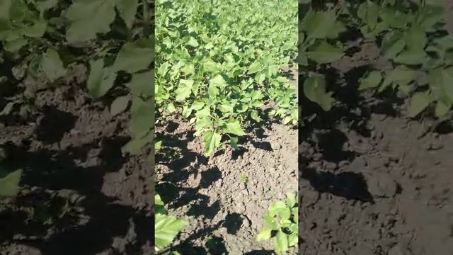 нашествие лугового мотылька на подсолнечнике смотреть онлайн