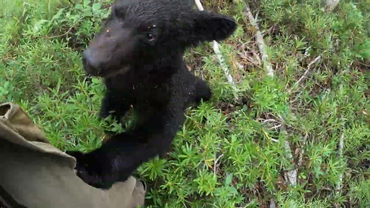 Медвежата играют около мамы. смотреть онлайн