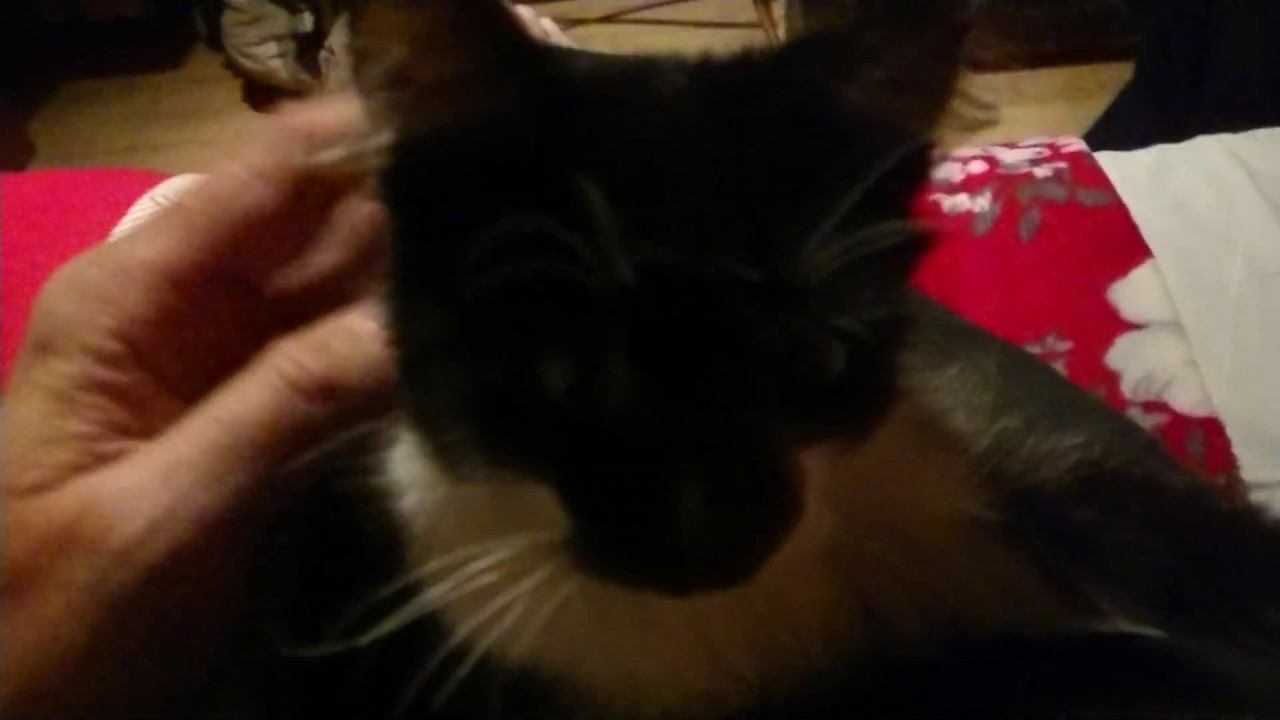Котик смотреть онлайн