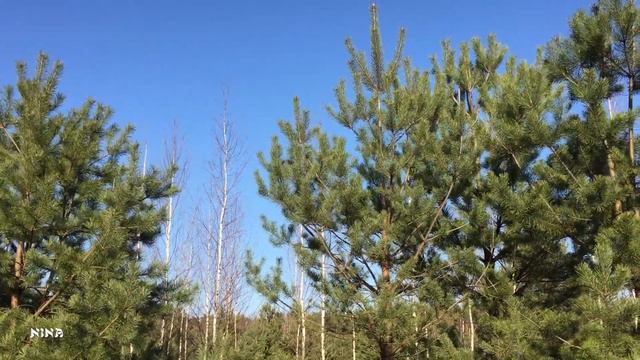 Послушайте Очаровательную МУЗЫКУ, Посмотрите Пробуждение ПРИРОДЫ Весной! смотреть онлайн