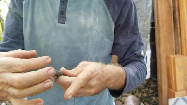 Baby Mexican Spiny-Tailed Iguana: How Hold, Simple Enclosure, What Eat смотреть онлайн