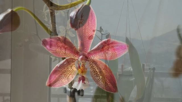 КАК РАЗБУДИТЬ СПЯЩУЮ КРАСАВИЦУ?! ОРХИДЕЯ С ВЯЛЫМИ ЛИСТЬЯМИ БЕЗ ТУРГОРА! ВОССТАНОВИТЬ ТУРГОР ЛИСТЬЕВ смотреть онлайн