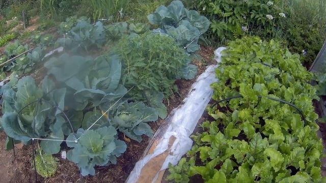 25 июля вторая подкормка дача под Архангельском смотреть онлайн