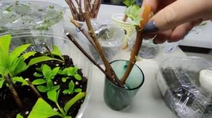 Начало эксперимента‼️ Укореняю гортензии во мхе??