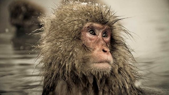 Восточный гороскоп - Обезьяна смотреть онлайн