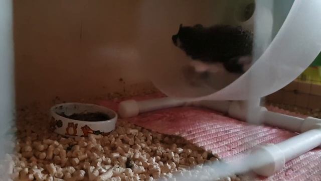 КОЛЕСО ДЛЯ ЕЖИКА - необходимый аксессуар в клетке. смотреть онлайн