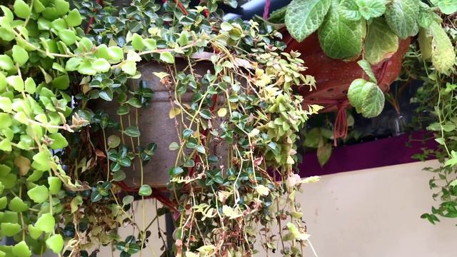 Fast growing hanging plants/beautiful cascading plants in Malayalam/evergreen turtle vine смотреть онлайн
