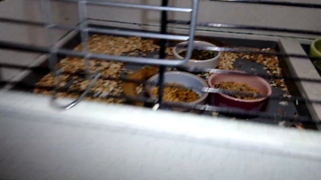 Не получилось окольцевать смотреть онлайн