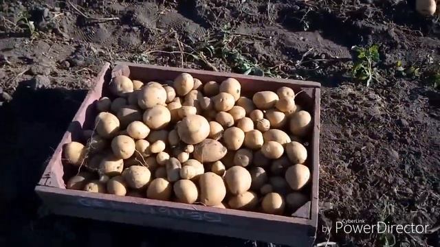 СОРТА КАРТОФЕЛЯ. Гренада, Тоскана, Бельмонда.