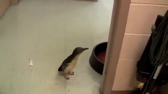 Домашний пингвин. смотреть онлайн