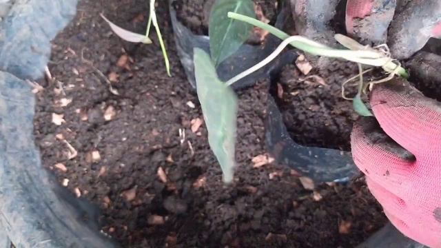 Philodendron Micans | Propagating My Velvet Leaf Philodendron смотреть онлайн