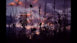 Украинская народная песня - Сiла птаха