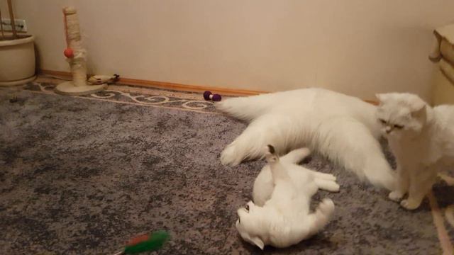 Озабоченный кот смотреть онлайн