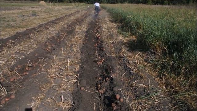 копаем мотоблоком и увозим картошку самодельной техникой смотреть онлайн
