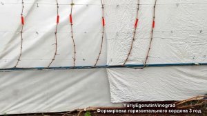 ?Мощные Формировки винограда! ГОРИЗОНТАЛЬНЫЙ КОРДОН РОЙЯ средний/КОРДОН БЕЛИКОВОЙ. Обрезка 3 год.